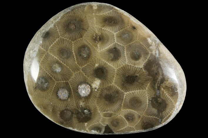 Polished Petoskey Stone (Fossil Coral) - Michigan #156078